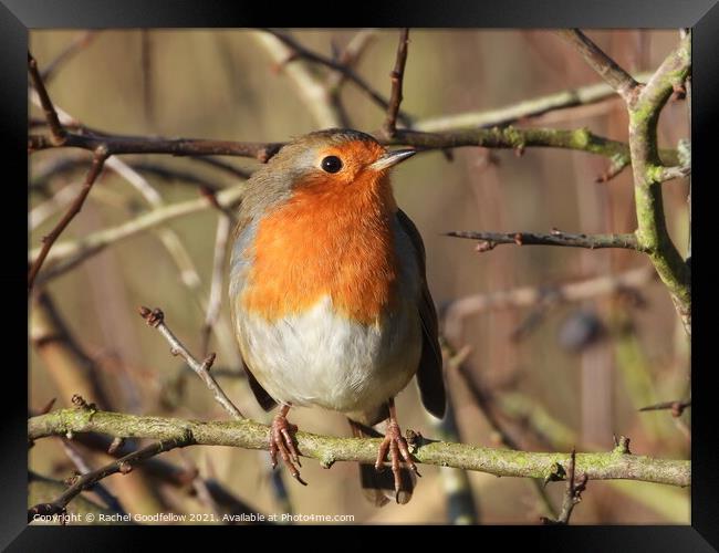 Robin Framed Print by Rachel Goodfellow