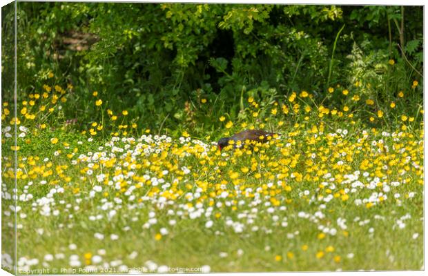 Moorhen in field of white and yellow wild flowers Canvas Print by Philip Pound