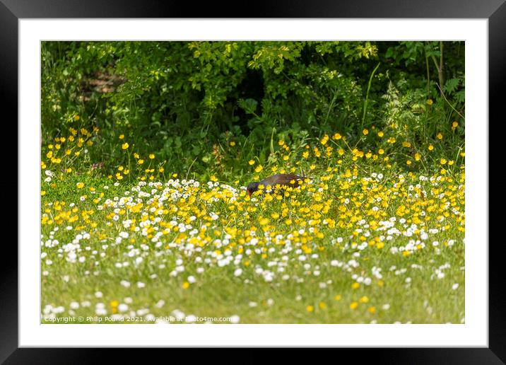 Moorhen in field of white and yellow wild flowers Framed Mounted Print by Philip Pound