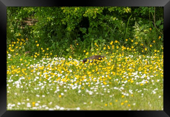 Moorhen in field of white and yellow wild flowers Framed Print by Philip Pound