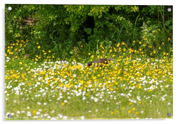 Moorhen in field of white and yellow wild flowers Acrylic by Philip Pound
