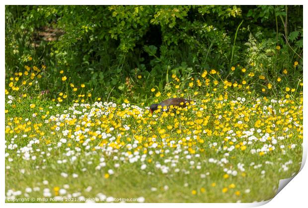 Moorhen in field of white and yellow wild flowers Print by Philip Pound