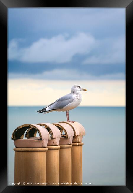 Seagulls, Ramsgate Framed Print by Simon Connellan
