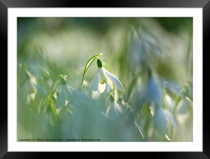 One snowdrop amongst many Framed Mounted Print by Simon Johnson