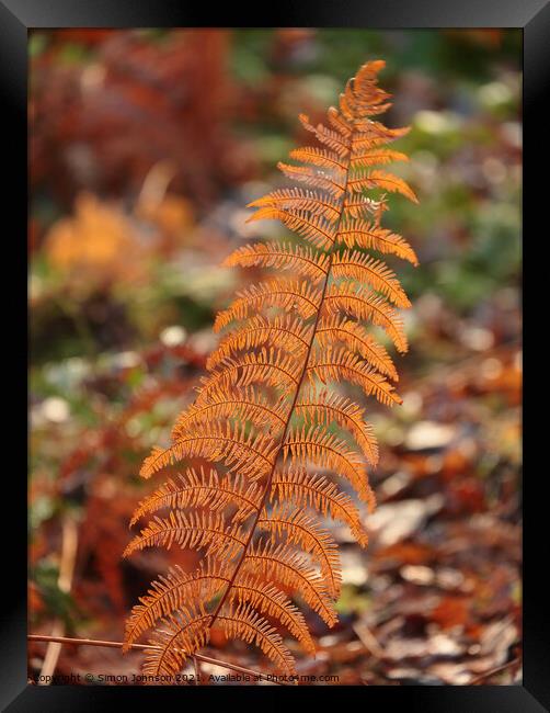Autumn fern Framed Print by Simon Johnson