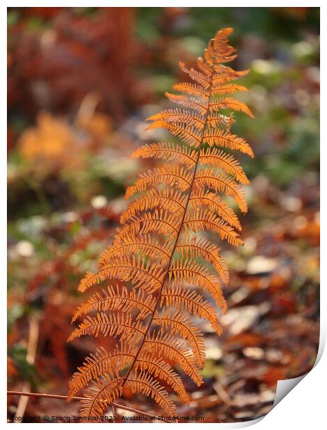 Autumn fern Print by Simon Johnson