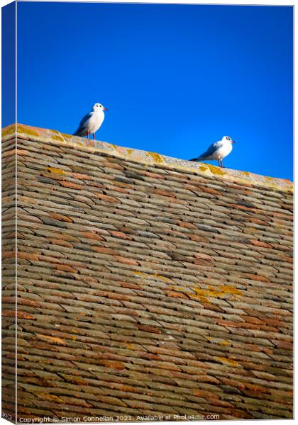 Whitstable Seagulls Canvas Print by Simon Connellan