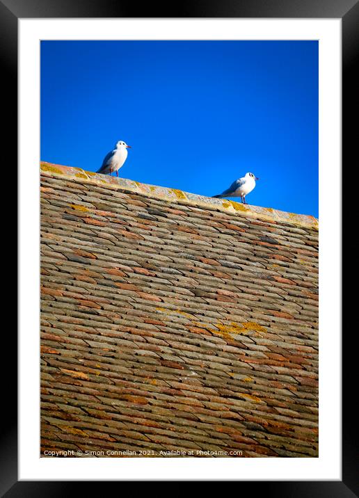 Whitstable Seagulls Framed Mounted Print by Simon Connellan