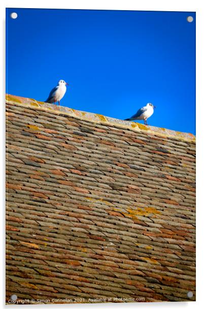 Whitstable Seagulls Acrylic by Simon Connellan