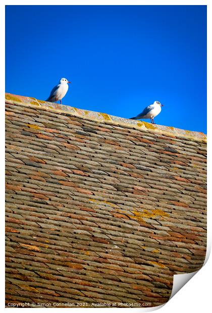 Whitstable Seagulls Print by Simon Connellan