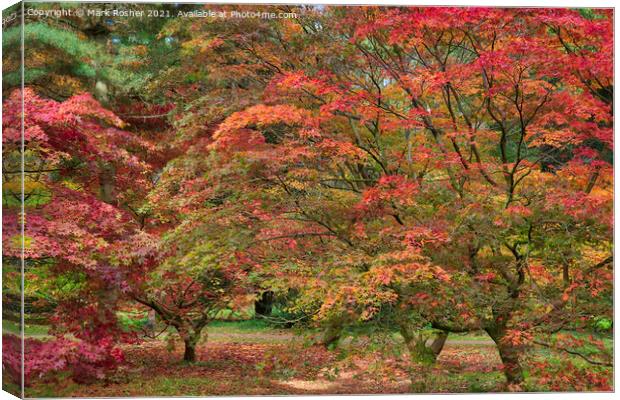 Acer Explosion Canvas Print by Mark Rosher