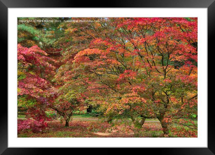 Acer Explosion Framed Mounted Print by Mark Rosher