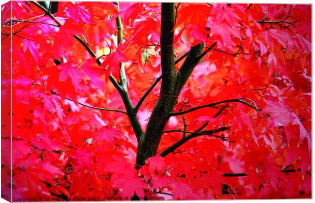 Vibrant Autumns Canvas Print by Sharon Lisa Clarke