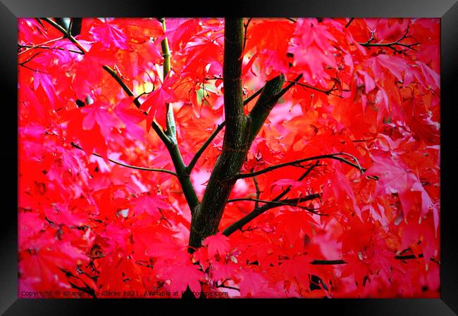 Vibrant Autumns Framed Print by Sharon Lisa Clarke