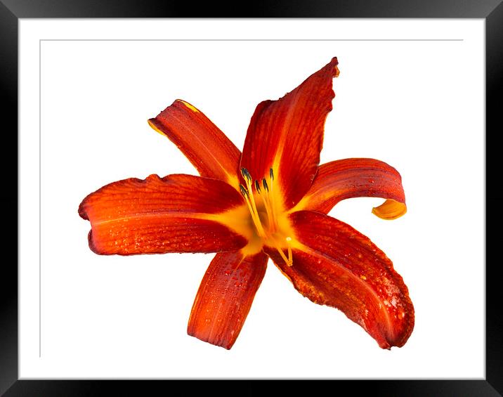 Ruby Spider Daylily in Bloom Framed Mounted Print by Antonio Ribeiro