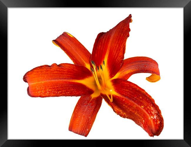 Ruby Spider Daylily in Bloom Framed Print by Antonio Ribeiro
