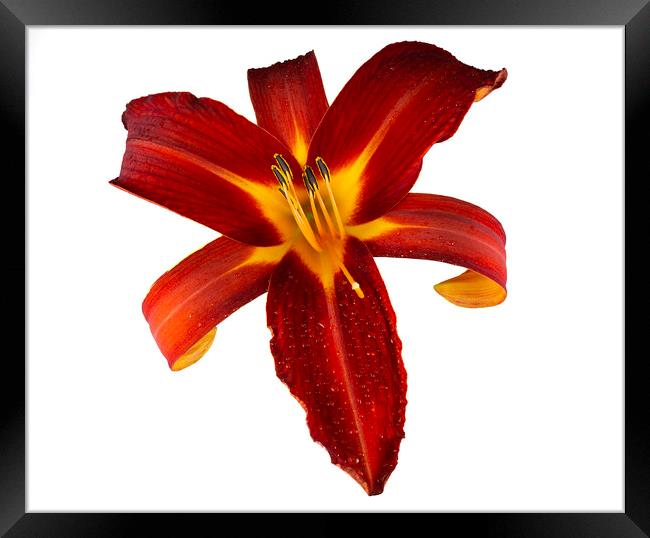 Ruby Spider Daylily in Bloom Framed Print by Antonio Ribeiro