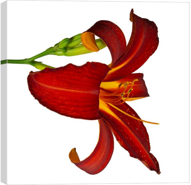 Ruby Spider Daylily in Bloom Canvas Print by Antonio Ribeiro