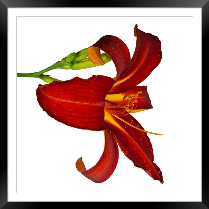 Ruby Spider Daylily in Bloom Framed Mounted Print by Antonio Ribeiro