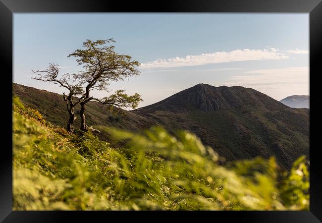 Lone tree Shropshire Hills Framed Print by Phil Crean