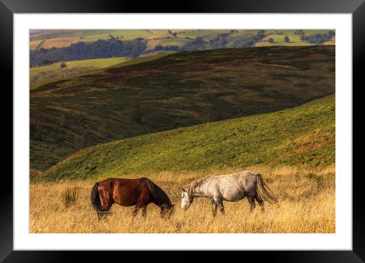 Wild horses Shropshire Hills Framed Mounted Print by Phil Crean