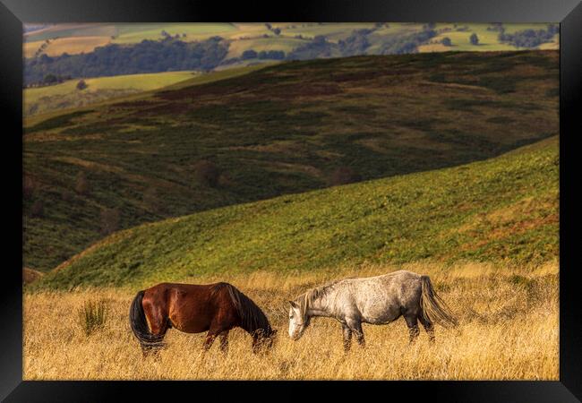 Wild horses Shropshire Hills Framed Print by Phil Crean