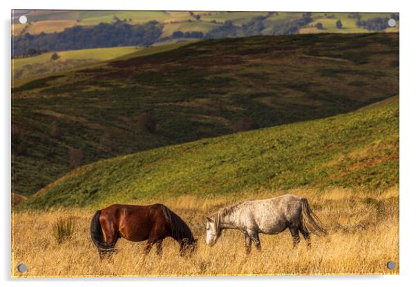 Wild horses Shropshire Hills Acrylic by Phil Crean