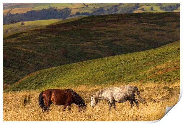 Wild horses Shropshire Hills Print by Phil Crean