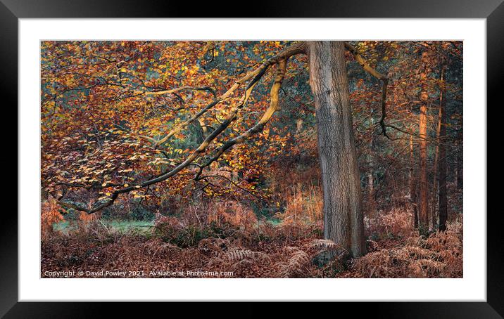 Autumn Colours in Thetford Forest Framed Mounted Print by David Powley