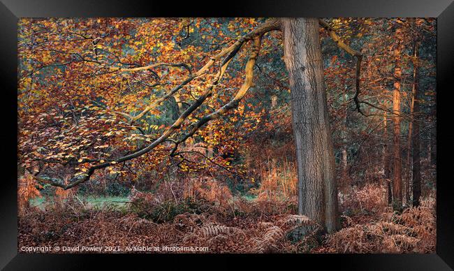 Autumn Colours in Thetford Forest Framed Print by David Powley