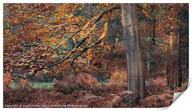 Autumn Colours in Thetford Forest Print by David Powley