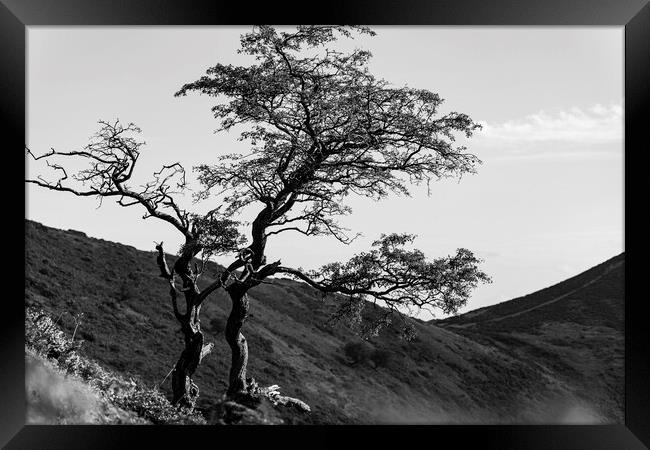 Lone tree Shropshire Hills Framed Print by Phil Crean