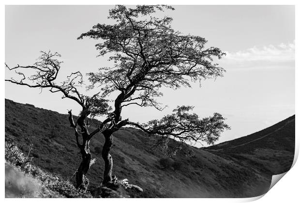 Lone tree Shropshire Hills Print by Phil Crean