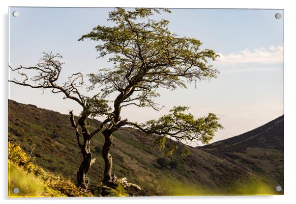 Lone tree Shropshire Hills Acrylic by Phil Crean