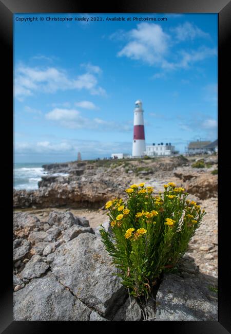 Flowers at Portland Bill Framed Print by Christopher Keeley