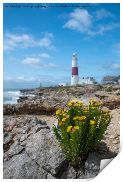 Flowers at Portland Bill Print by Christopher Keeley