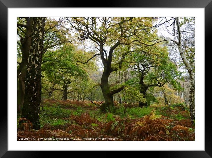 Oak Tree Framed Mounted Print by Tony Williams. Photography email tony-williams53@sky.com