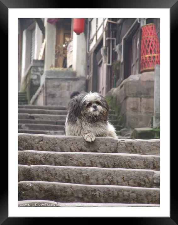 A cute dog on steps Framed Mounted Print by David Leahy