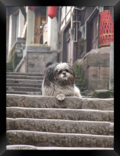 A cute dog on steps Framed Print by David Leahy