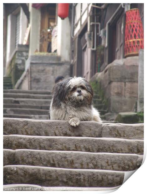 A cute dog on steps Print by David Leahy