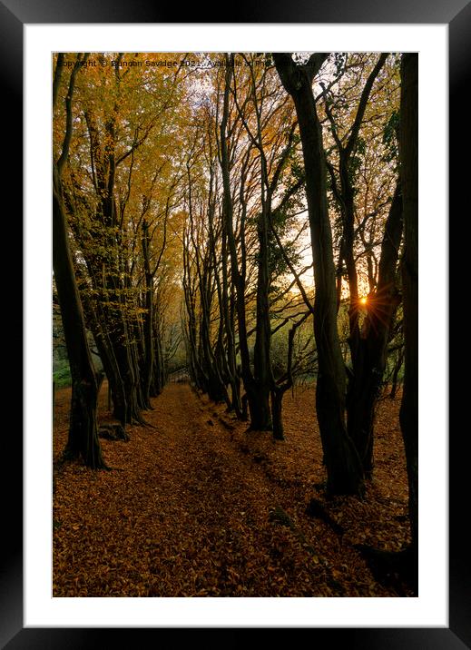 Autumn Avenue sunstar  Framed Mounted Print by Duncan Savidge
