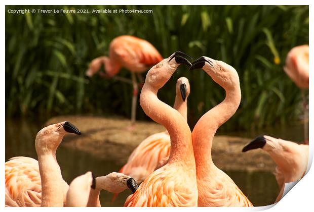 Flamingo Peek a Boo Print by Trevor Le Feuvre