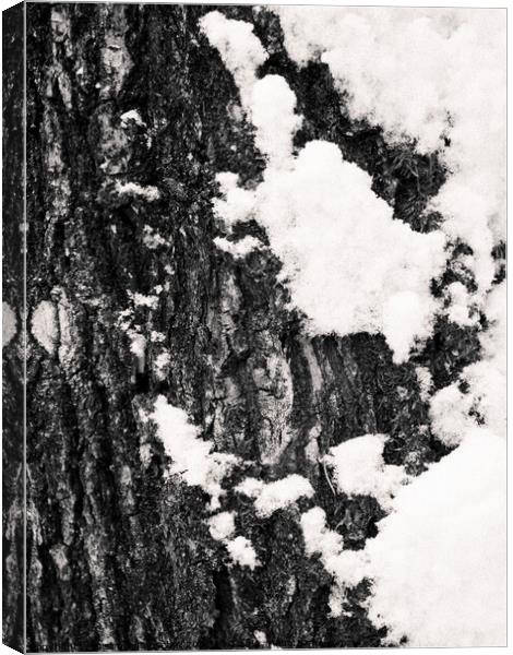 Tree Bark and Snow Monochrome  Canvas Print by Dietmar Rauscher