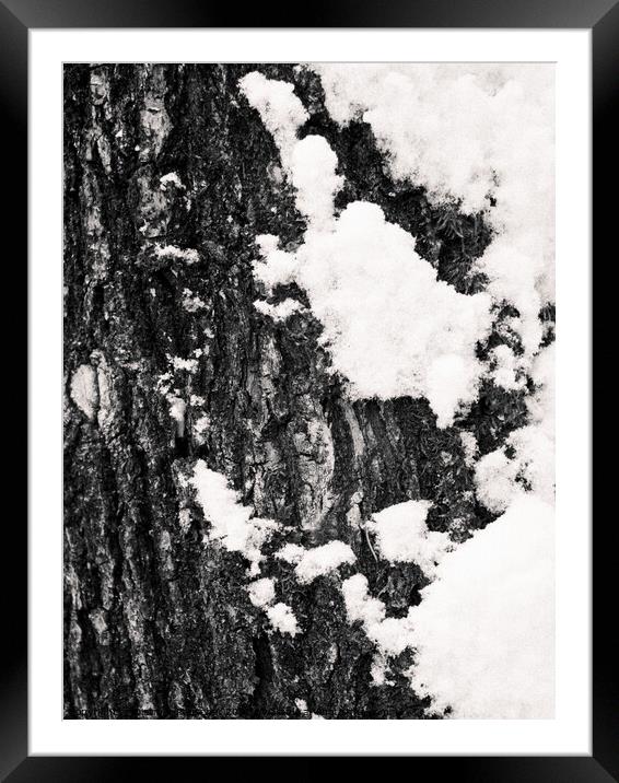 Tree Bark and Snow Monochrome  Framed Mounted Print by Dietmar Rauscher