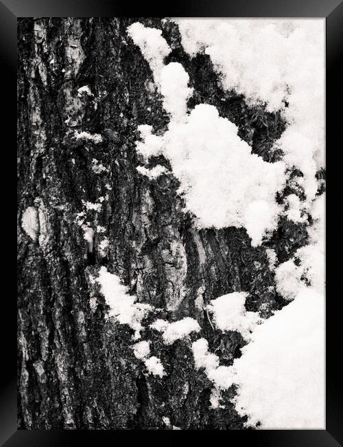 Tree Bark and Snow Monochrome  Framed Print by Dietmar Rauscher