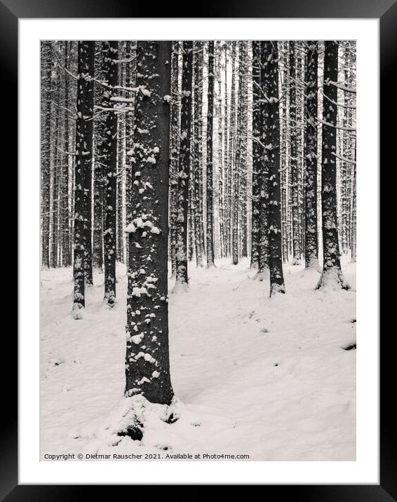 Winter Tree Trunks with Snow Framed Mounted Print by Dietmar Rauscher