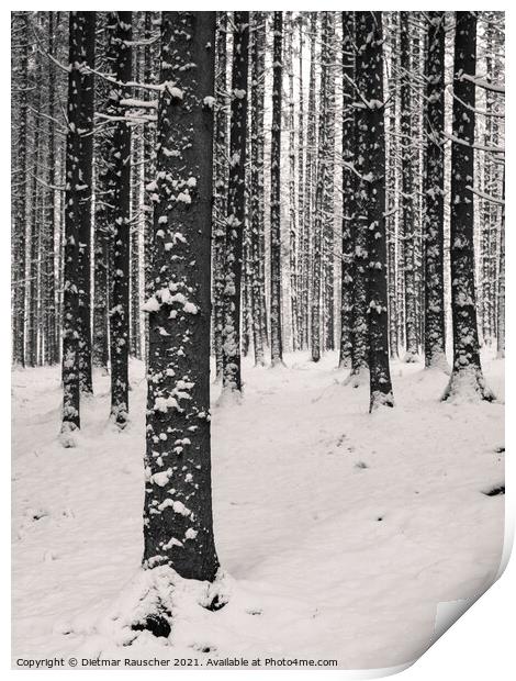 Winter Tree Trunks with Snow Print by Dietmar Rauscher