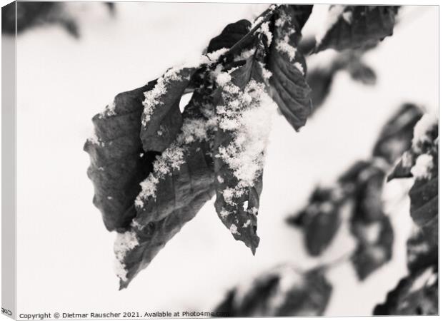 Snow on Wilted Leaves Canvas Print by Dietmar Rauscher