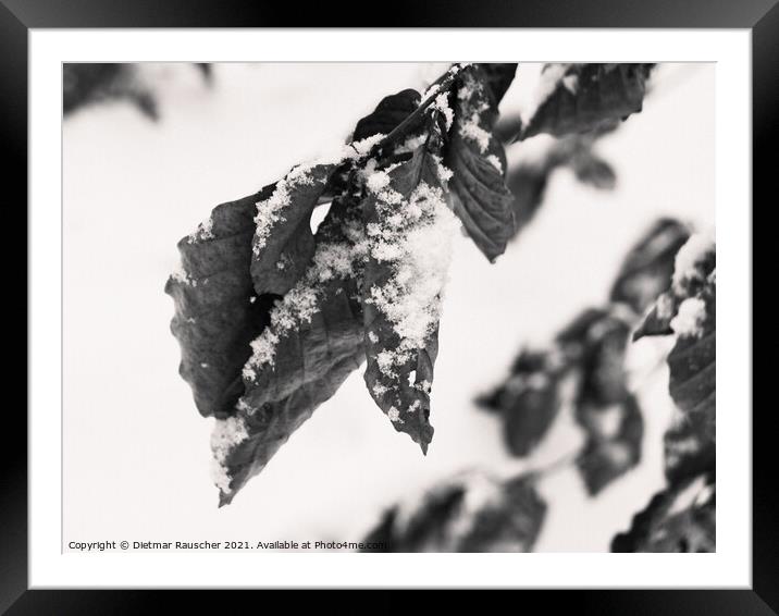 Snow on Wilted Leaves Framed Mounted Print by Dietmar Rauscher