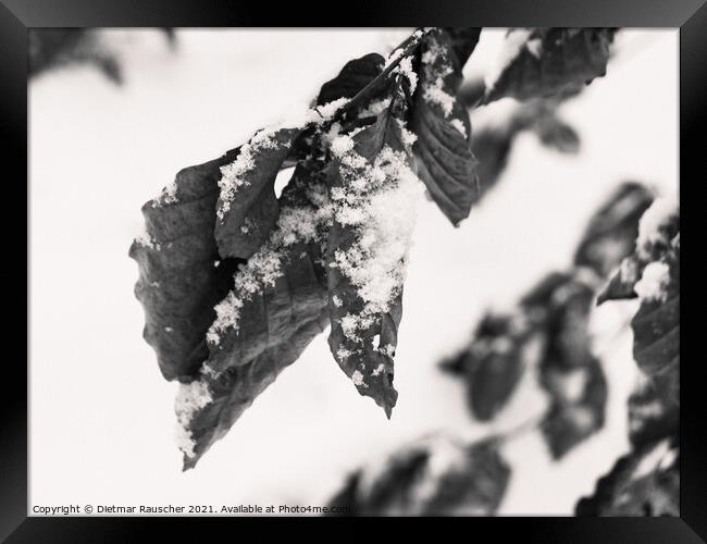 Snow on Wilted Leaves Framed Print by Dietmar Rauscher